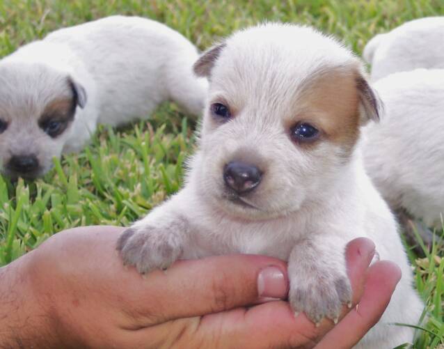 puppy -  angel - baby face - doll - heeler