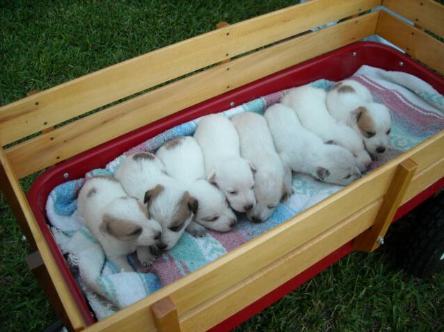puppies - wagon -  radio flyer -red