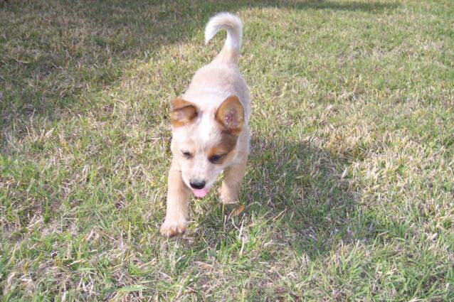 stud - cattle dog - heelers - puppies - for sale -