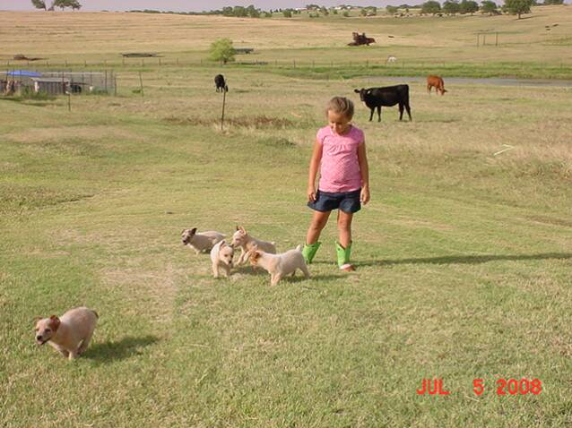 puppies - pasture -girls -best friend - cattle - black -red