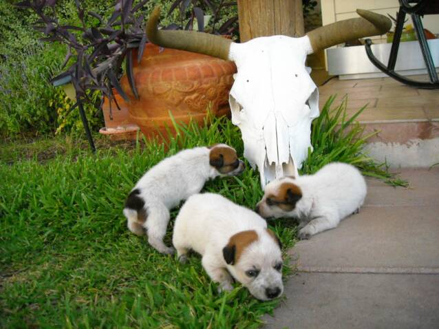 longhorn - texas - cattle - dogs - texas