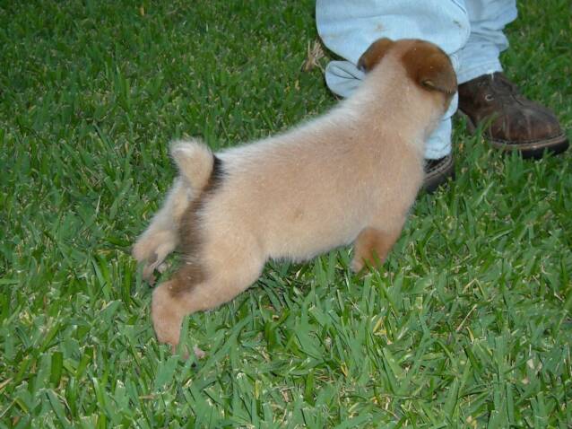 stud - heeler - texas - breeder - puppy - love