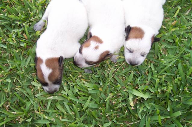 puppies - texas - heelers - red heelers