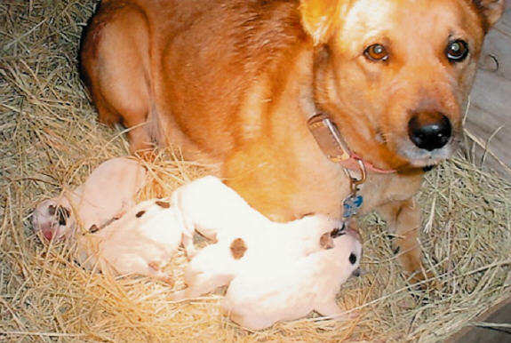 dogs - mom - love - puppies