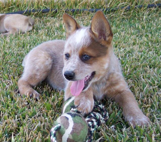 puppy - happy - rowdy - stud - texas breeder - mask - half mask - australian - cattle dogs