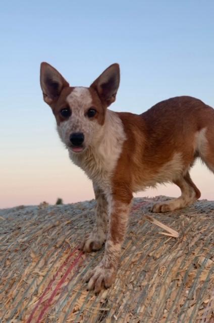 Red and white texas cattle dogs for sale
